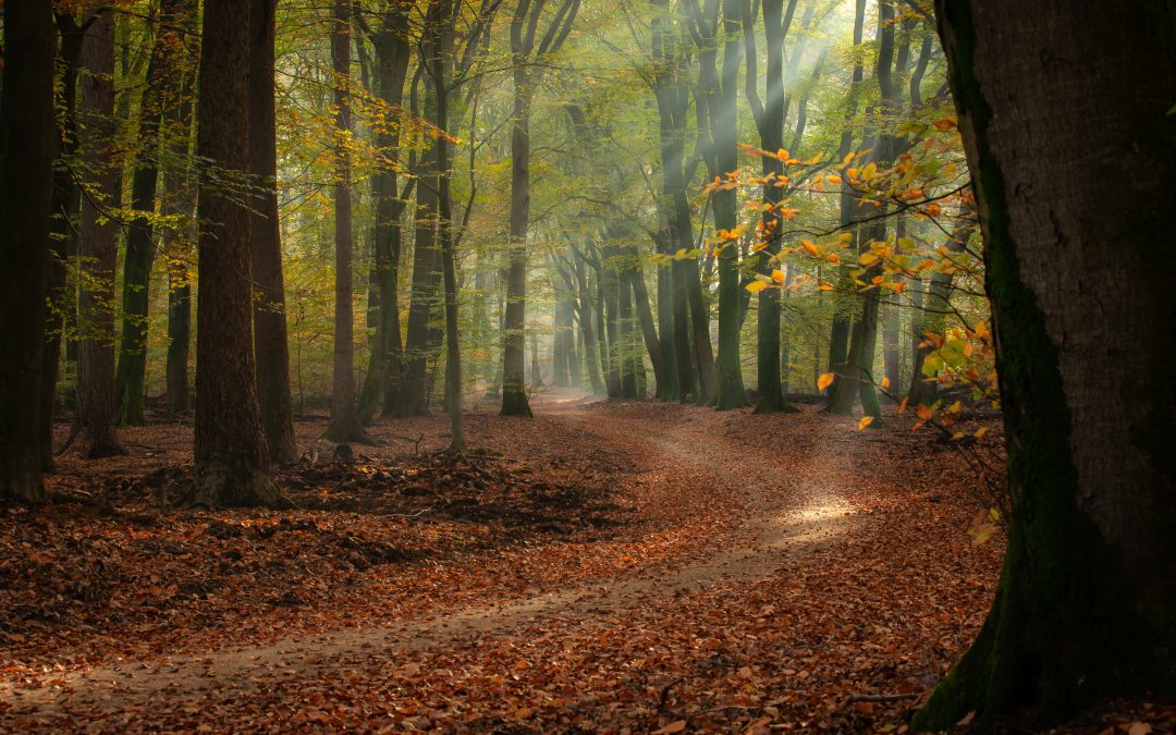 Minimum Viable Entry Points